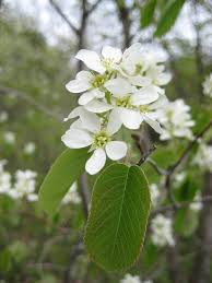 Attēlu rezultāti vaicājumam “Amelanchier spicata flower”