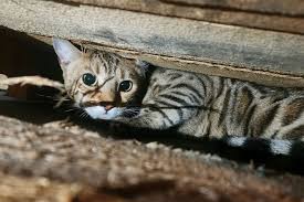 Image result for cat found