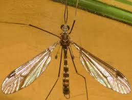 Attēlu rezultāti vaicājumam “Tipulidae male”