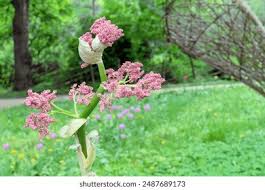 Attēlu rezultāti vaicājumam “Rheum rhabarbarum flower”
