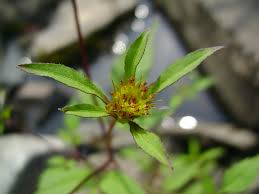 Attēlu rezultāti vaicājumam “Bidens frondosa flower”