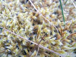 Attēlu rezultāti vaicājumam “Pseudotaxiphyllum elegans macro”