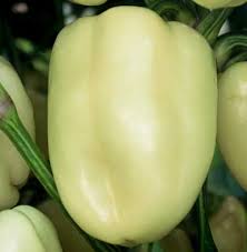 Afbeeldingsresultaat voor Szegedi 80 hot pepper