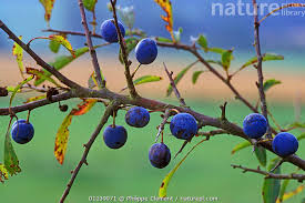 Attēlu rezultāti vaicājumam “Prunus spinosa fruit”