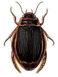 Attēlu rezultāti vaicājumam “Dytiscidae”