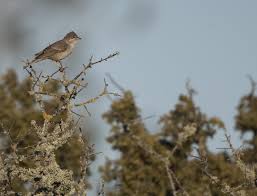 Attēlu rezultāti vaicājumam “Sylvia nisoria adult”
