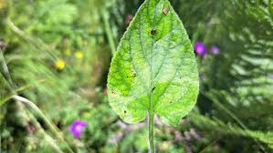 Attēlu rezultāti vaicājumam “Viola hirta leaf”
