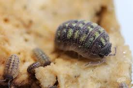 Attēlu rezultāti vaicājumam “Saduria entomon”