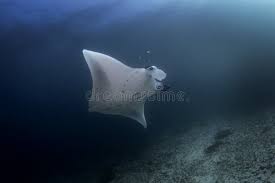 Image result for Mobula alfredi