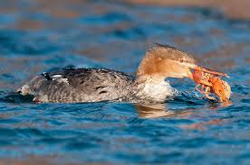 Attēlu rezultāti vaicājumam “Mergus serrator female”