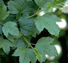 Attēlu rezultāti vaicājumam “Viburnum opulus leaf”