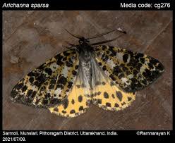 Attēlu rezultāti vaicājumam “Arichanna melanaria”