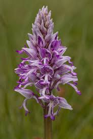 Attēlu rezultāti vaicājumam “Orchis militaris”