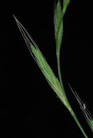 Attēlu rezultāti vaicājumam “Brachypodium sylvaticum”