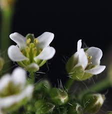 Attēlu rezultāti vaicājumam “Capsella bursa-pastoris flower”