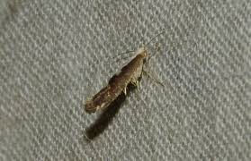 Attēlu rezultāti vaicājumam “Argyresthia semifusca”