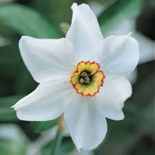 Attēlu rezultāti vaicājumam “Narcissus poeticus”