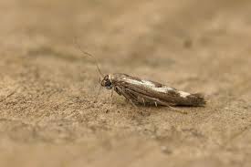 Attēlu rezultāti vaicājumam “Scythris limbella”