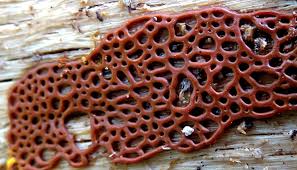 Attēlu rezultāti vaicājumam “Badhamiopsis macrospora macro”