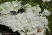 Attēlu rezultāti vaicājumam “Physisporinus vitreus”