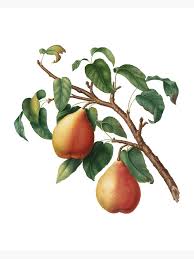 Attēlu rezultāti vaicājumam “Pyrus pyraster”