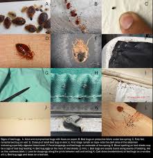 Image result for bed bugs
