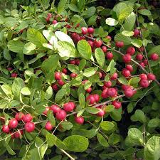 Attēlu rezultāti vaicājumam “Cerasus fruit”