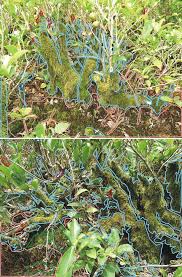 Attēlu rezultāti vaicājumam “Isothecium alopecuroides sporophyte”