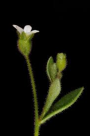 Attēlu rezultāti vaicājumam “Saxifraga tridactylites leaf”