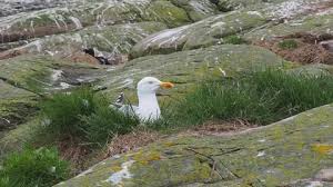 Attēlu rezultāti vaicājumam “Larus argentatus nest”