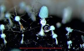 Attēlu rezultāti vaicājumam “Penicillium vulpinum”