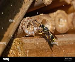 Attēlu rezultāti vaicājumam “Ancistrocerus sp.”