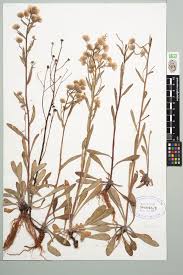 Attēlu rezultāti vaicājumam “Erigeron acris”