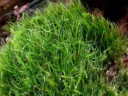 Attēlu rezultāti vaicājumam “Dicranodontium denudatum”