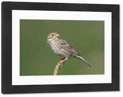 Image result for Emberiza calandra