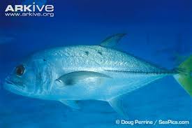 Image result for Caranx latus