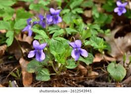 Attēlu rezultāti vaicājumam “Viola reichenbachiana flower”