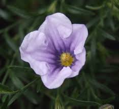 Image result for Nierembergia