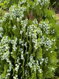 Attēlu rezultāti vaicājumam “Thuja plicata flower”