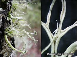 Attēlu rezultāti vaicājumam “Ramalina calicaris”