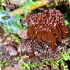 Attēlu rezultāti vaicājumam “Stemonitis splendens macro”