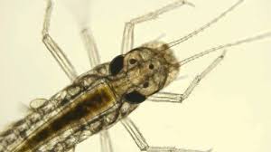 Attēlu rezultāti vaicājumam “Ephemeroptera larvae”