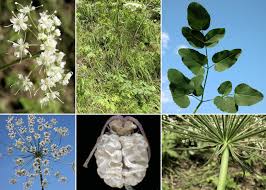 Attēlu rezultāti vaicājumam “Laserpitium latifolium”