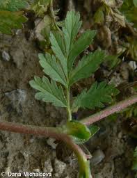 Attēlu rezultāti vaicājumam “Potentilla supina”