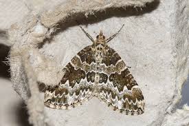 Attēlu rezultāti vaicājumam “Electrophaes corylata”