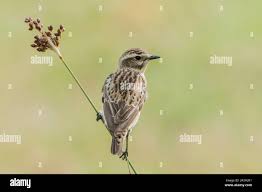 Attēlu rezultāti vaicājumam “Saxicola rubetra adult”