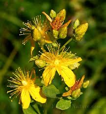 Attēlu rezultāti vaicājumam “Hypericum maculatum”