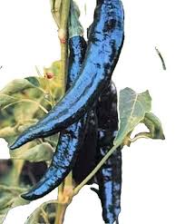 Afbeeldingsresultaat voor joe long cayenne hot pepper