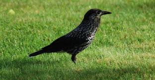 Image result for Nucifraga caryocatactes