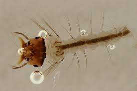 Attēlu rezultāti vaicājumam “Culex pipiens larva”